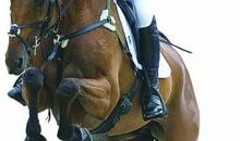 斯·菲利普斯名言