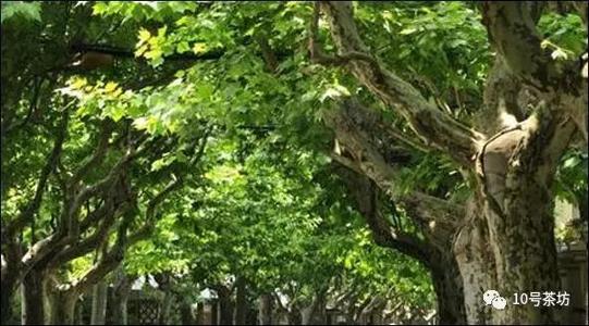 一个很好的部分描述了平面树