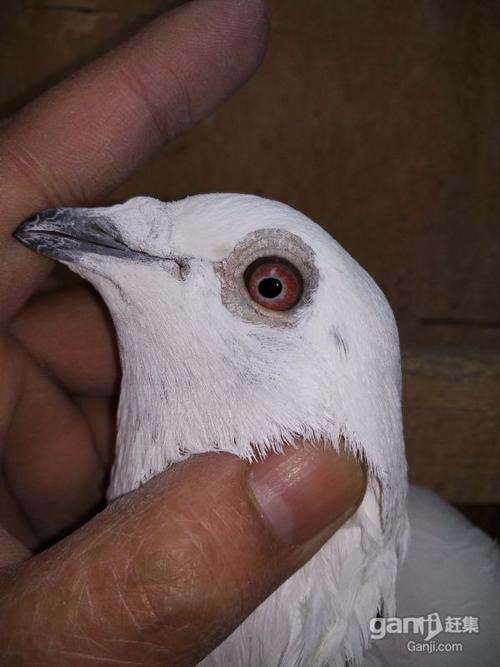 三毛：吉武出售