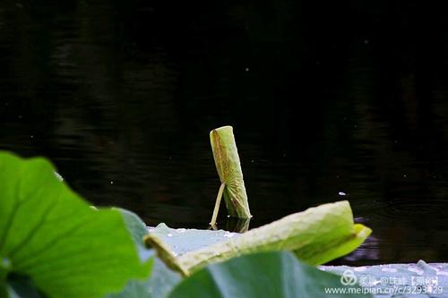 林庆轩：一个清晰的窗口