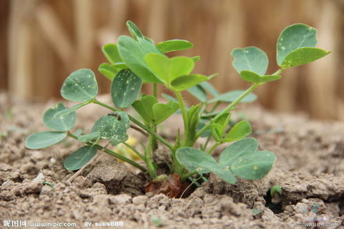写植物成分：美丽的植物