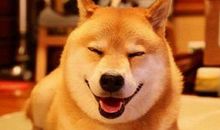 狗年祝福短信大全