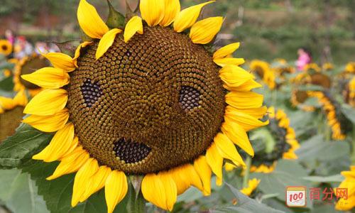 我第一次尝试拍摄向日葵成分