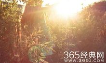 关于夏天的好句