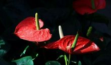 经典语录：所有的姗姗来迟，都是刚好的开始