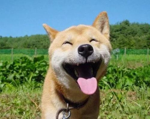 描述动物叫声的句子