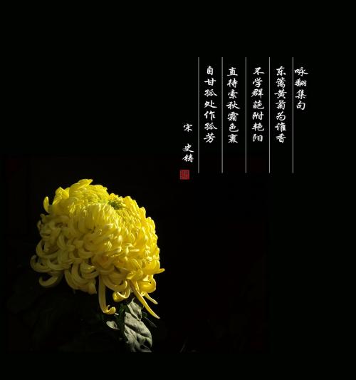 菊花美丽的句子