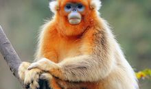 可爱的金丝猴作文