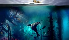 《蓝色星球2》观后感