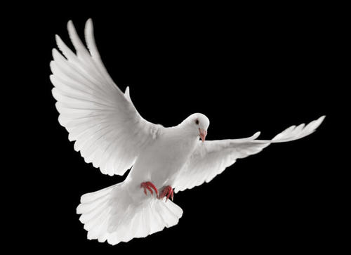 关于阅读“风鸽”的思考