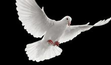 《风鸽子》读后感