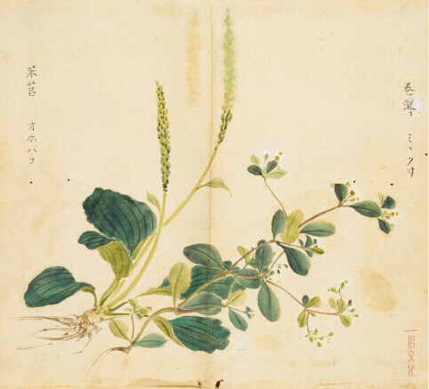 温逸多：《黄鸟》