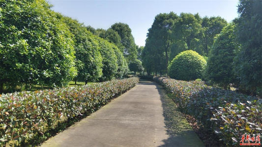 组成：美丽的紫微村