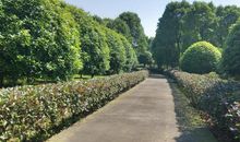 作文：美丽的紫薇村