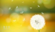 描述夏天的语句