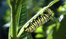 让生命化蛹为蝶