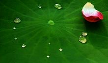 四下第五单元习作：生命，是四季的轮回