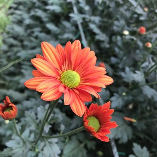 向学生勉强推荐一篇好文章