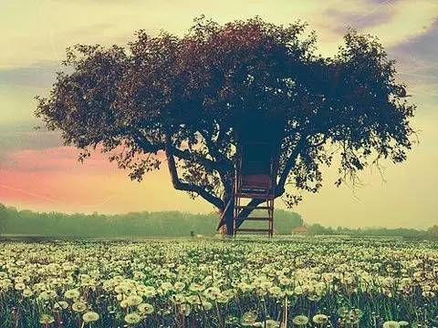 经典语录：如果您想成为一棵树，请不要与草竞争。有些事，你输赢