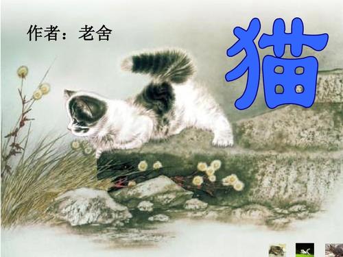 老舍：我们的猫