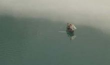 北岛：我走向雨雾中