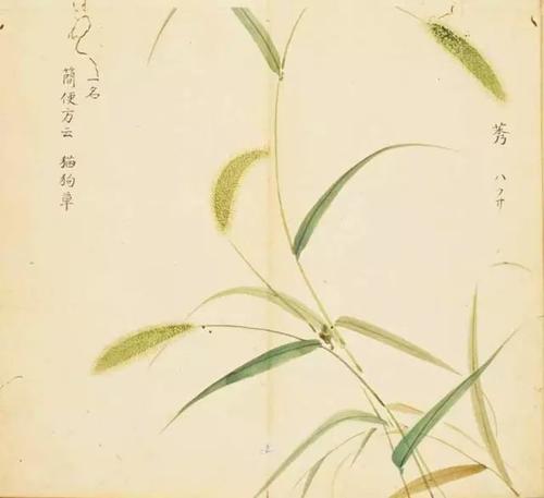 诗经:我尽力而为