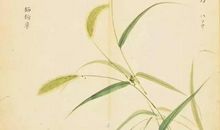 诗经：我行其野