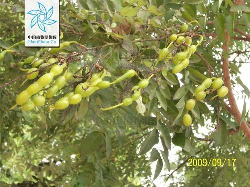 刺槐树,樱桃绕口令