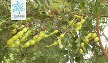 小槐树，结樱桃绕口令