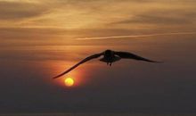 努力不觉黎明远