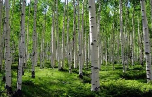 我是沙漠中的白杨树