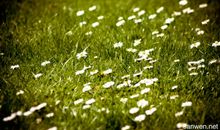 描写春的好句子