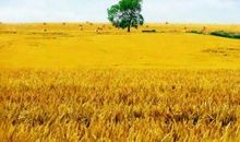 麦田里的守望者佳句