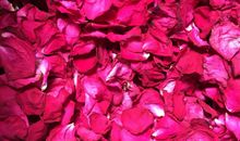 三年级编童话：玫瑰花的惭愧