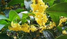 关于桂花的名言名句