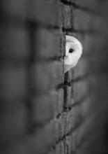 经典语录：当语言较弱时，让沉默说话