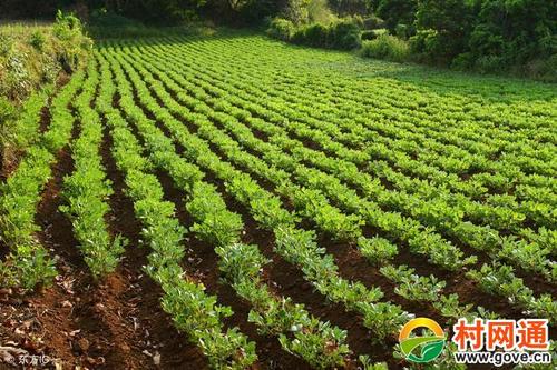 关于农业施肥的谚语集