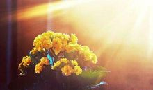 关于宽容的语段