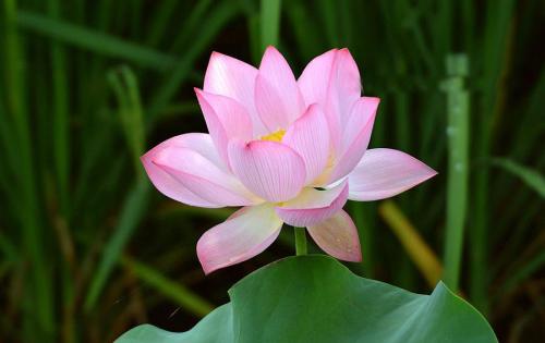 西慕容：绵岳站