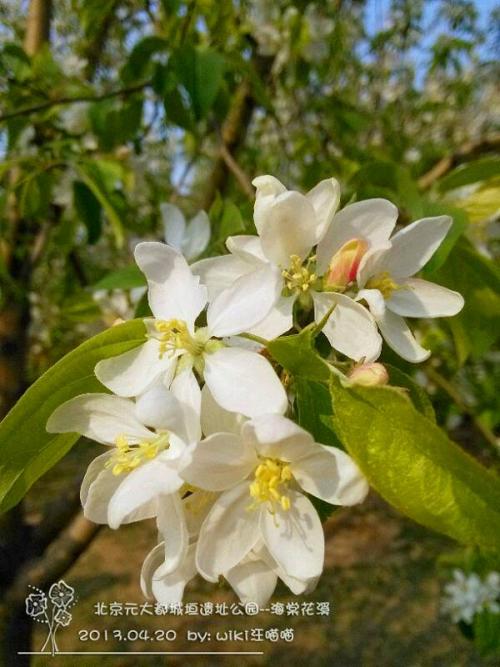 收集描述海棠花的好句子和段落