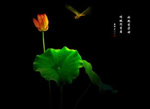 美丽的句子描述莲花