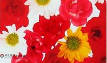 关于母爱的优美语段