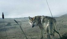 重返狼群读后感