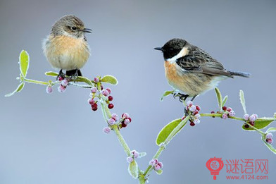 关于动物的寓言说法【精品】