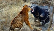 2016最新关于动物的歇后语