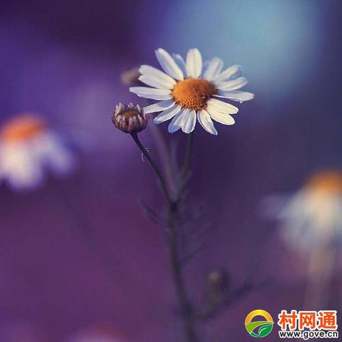 10条经典报价，清晰，非常好