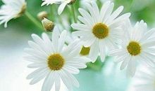 赞扬老师的诗句