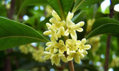 风景成分：桂花