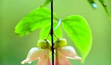 《禾花》读后感