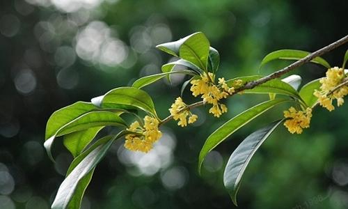 桂花少,正能量成分大